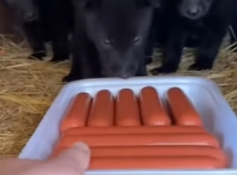 O0602009 Me Encontré Con Estos Lobos En Mi Cobertizo (Parte 2)