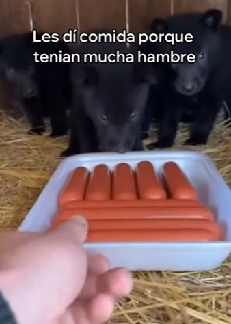 O0602009 Me Encontré Con Estos Lobos En Mi Cobertizo (Parte 2)