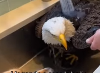 O0602007 Esta Águila Me Pidió Ayuda Esto Pasó (Parte 2)