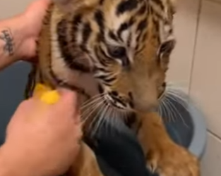 O0602002 Rescaté Este Tigre De Un Zoológico Abandonado (Parte 2)