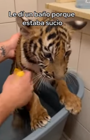 O0602002 Rescaté Este Tigre De Un Zoológico Abandonado (Parte 2)