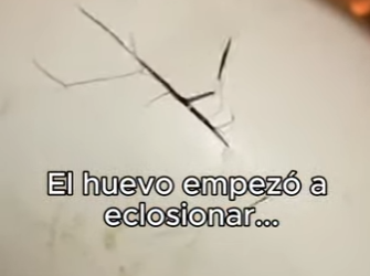 O0602014 Encontré Huevo Gigante Sumérgete en un mundo donde personas anima (Parte 2)