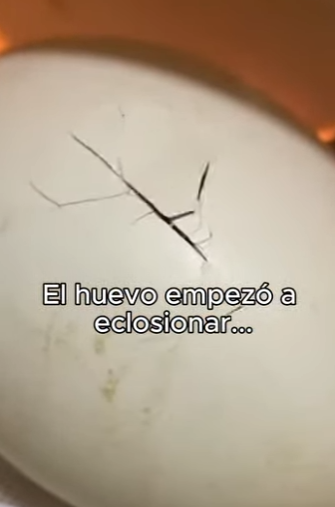 O0602014 Encontré Huevo Gigante Sumérgete en un mundo donde personas anima (Parte 2)