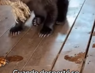 O0602005 Este Oso Se Volvió Mi Mejor Amigo (Parte 2)