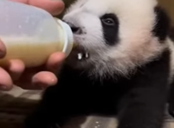 O0602004 Rescaté Este Oso Panda Esto Pasó (Parte 2)