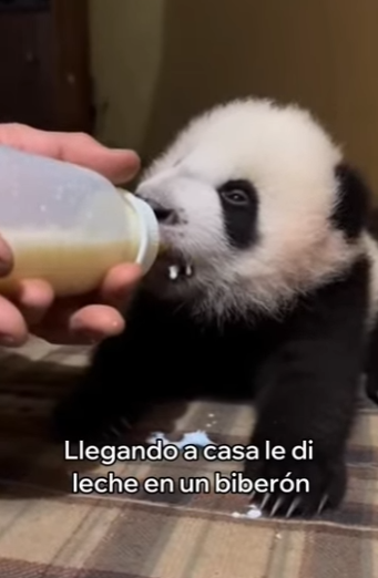 O0602004 Rescaté Este Oso Panda Esto Pasó (Parte 2)