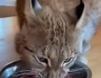 O0602006 Salvé Esta Lince Me Dio Una Sorpresa (Parte 2)