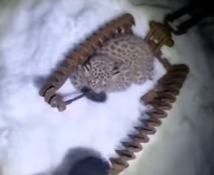 O0602001 Esta Leopardo De Las Nieves Salvó Sus Crías (Parte 2)