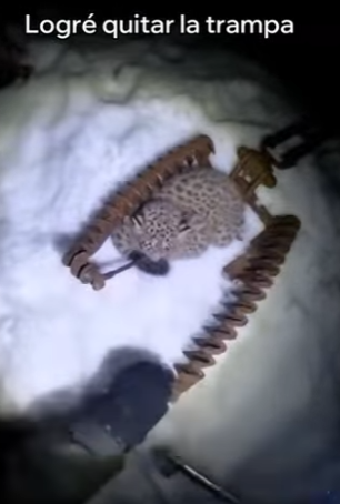 O0602001 Esta Leopardo De Las Nieves Salvó Sus Crías (Parte 2)