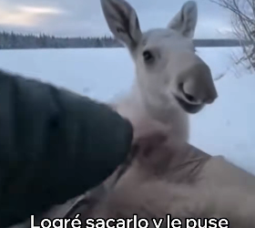 O0602008 Rescaté Su Cría Me Lo Agradeció (Parte 2)