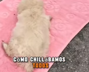 M0602004 Lo botaron la basura por nacer cojo de una patita solo con días (Parte 2)