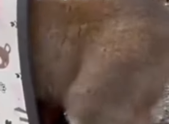 M0602009 Me tiraron por ser feo solo quería vivir (Parte 2)