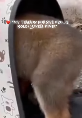 M0602009 Me tiraron por ser feo solo quería vivir (Parte 2)