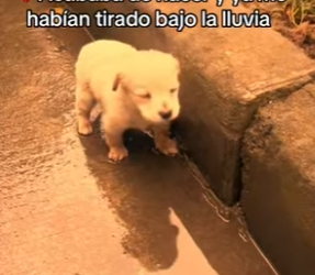 M0602014 Acababa de nacer ya me habían tirado bajo la lluvia (Parte 2)