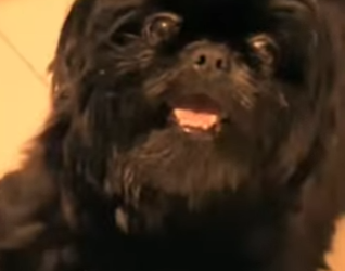 M0602007 Mi pelaje negro era mi condena decían que daba mala suerte (Parte 2)