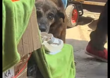 M0602006 Vivía escondido para que no me golpearan (Parte 2)