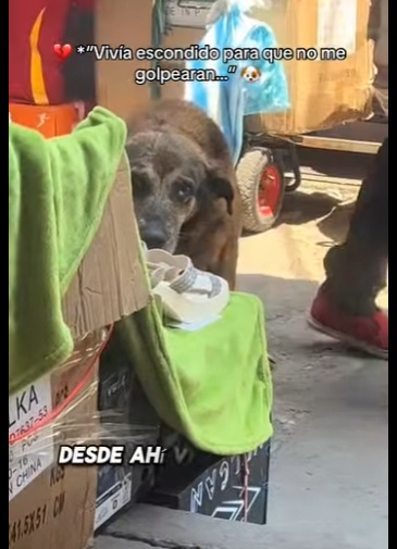 M0602006 Vivía escondido para que no me golpearan (Parte 2)