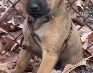 M0602002 Me dejaron encadenado esperando mi último suspiro (Parte 2)