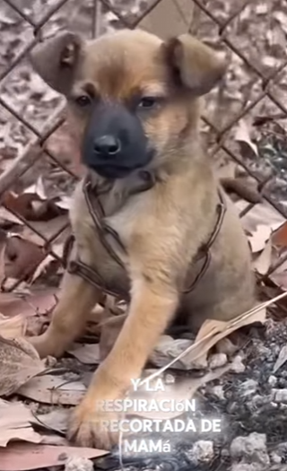 M0602002 Me dejaron encadenado esperando mi último suspiro (Parte 2)