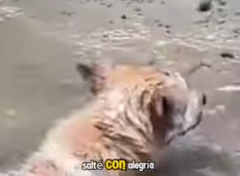 M0602003 Me rompier@n las patas solo por comer Luego me tirar@n morir un (Parte 2)