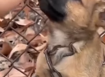 M0602002 Me dejaron encadenado esperando mi último suspiro (Parte 2)