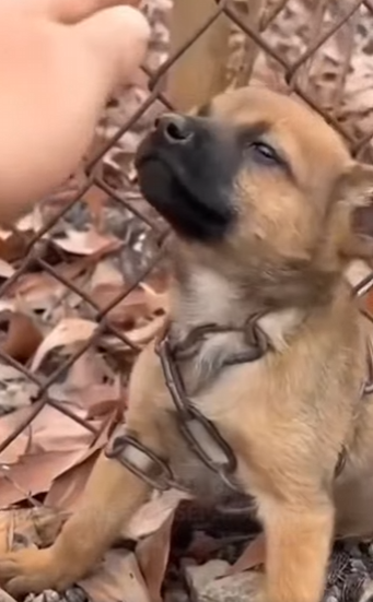 M0602002 Me dejaron encadenado esperando mi último suspiro (Parte 2)