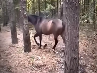 V0602013 este caballo solo quería que lo ayudarán (Parte 2)