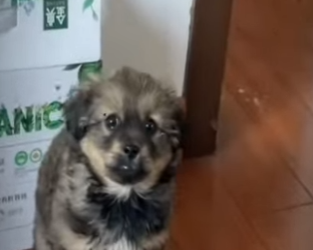 V0602007 compro un perro pensando que era un golden retriever miren lo que (Parte 2)