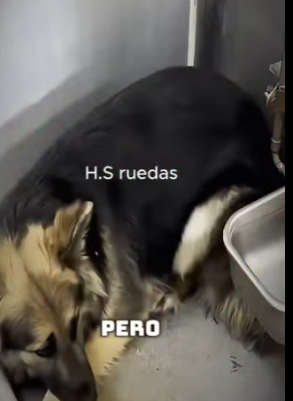 V0602001 estaba punto de ser enviado al otro lado hasta que llegó un angel (Part 2)