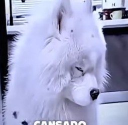 V0602006 este perrito siempre tiene sueño miren el porque (Part 2)