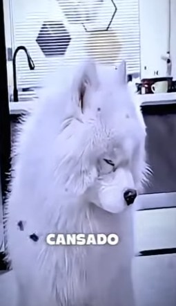 V0602006 este perrito siempre tiene sueño miren el porque (Part 2)