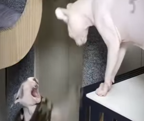 V0602009 Está gatita no soportaba sus compañeros mira el porque (Part 2)