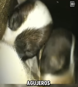 V0602012 está perrita escondía un secreto debajo de un agujero (Part 2)