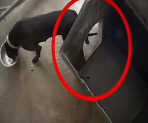 V0602004 ella no quería salir de su cajita tenía mucho miedo (Part 2)