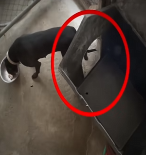 V0602004 ella no quería salir de su cajita tenía mucho miedo (Part 2)