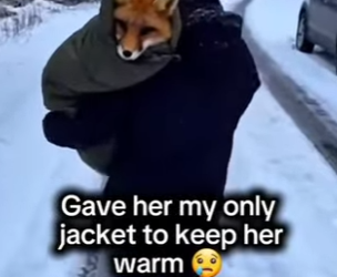 Z0302001 Rescued Fox she was trapped under ice (Part 2)