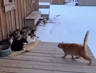 P0302009 cat successfully rescued puppy in freezing winter (Part 2)