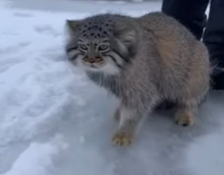 P0302010 rescued Pallas cat (Part 2)