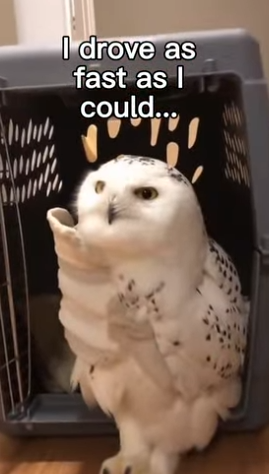 P0302002 He Returned Thank You (Part 2)