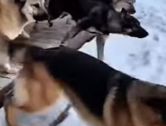 P0302005 kitten sought out dog to save its mother (Part 2)