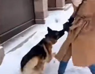 P0302007 dog went looking girl to help mother cat on cold (Part 2)