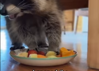 P0302001 Raccoon Finds Safety in My Home (Part 2)