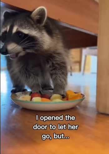 P0302001 Raccoon Finds Safety in My Home (Part 2)