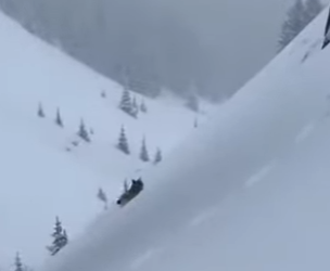 P0302008 lynx cub asked wolves to rescue its mother (Part 2)