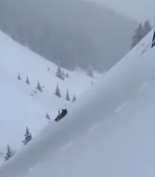 P0302008 lynx cub asked wolves to rescue its mother (Part 2)