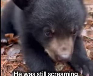 P0302011 Saved baby bear Real animal rescues cross borders (Part 2)