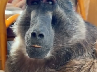 L0402004 cat managed to extend life of dying baboon (Parte 2)