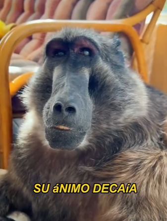 L0402004 cat managed to extend life of dying baboon (Parte 2)