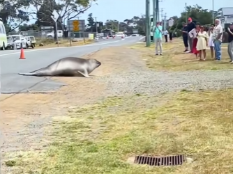 L0402003 There is seal in Australia everyone likes named Neil (Parte 2)