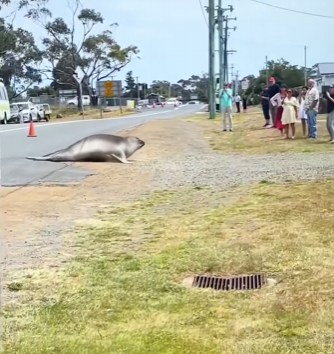 L0402003 There is seal in Australia everyone likes named Neil (Parte 2)